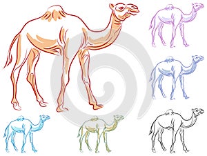 Camel