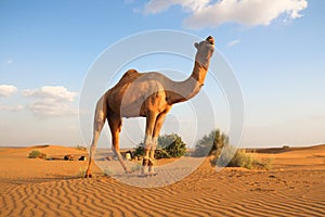 The camel