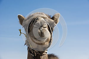 Camel