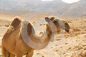 Camel