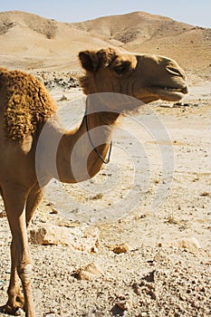 Camel