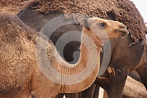 Camel