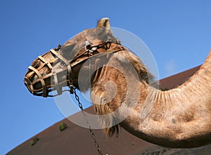Camel