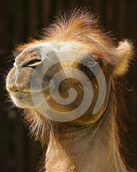 Camel