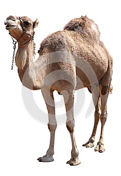 Camel photo