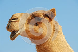 Camel