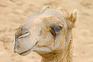 The camel. photo