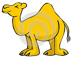 Camel