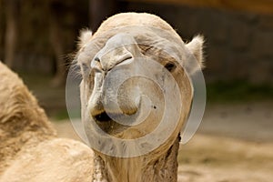 Camel