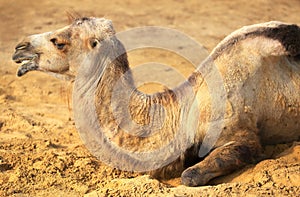 Camel