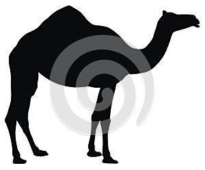 Camel