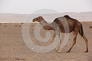 Camel