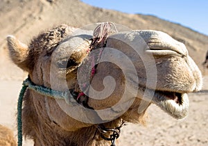 Camel