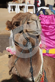 Camel