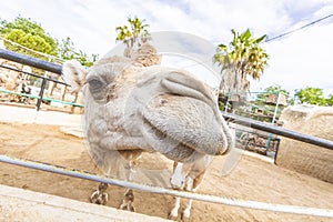 Camel