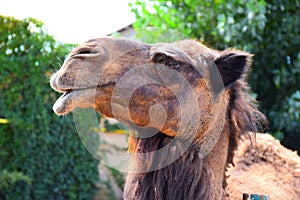 Camel