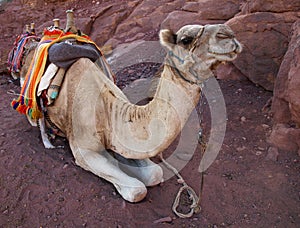 Camel