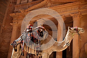 Camel against treasury