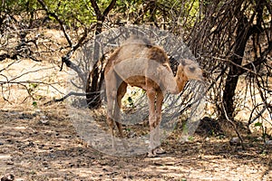 Camel at Ain Sahlounout near Salalah in Oman