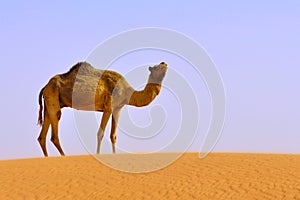 Camel alone in desert
