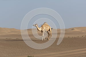 a camel ambles through the arid landscape, captured in a side view