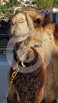 Camel animal