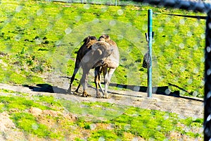 Camel - Animal, Living Organism ,Mammals