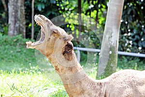 Camel animal mammal