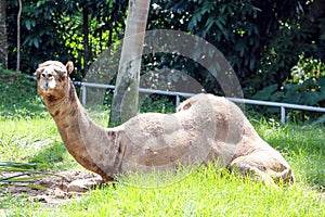 Camel animal mammal