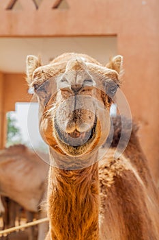 Camel at the Animal Market in Al Ain, U photo