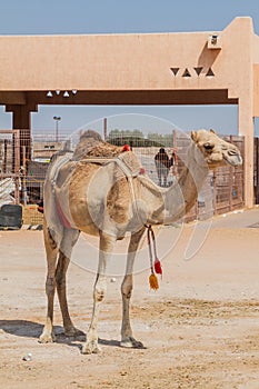 Camel at the Animal Market in Al Ain, U photo