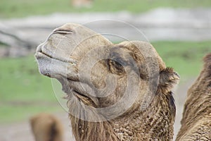 CAMEL ANIMAL NATURE CAMELLO SELVA photo