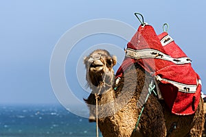 Camel photo