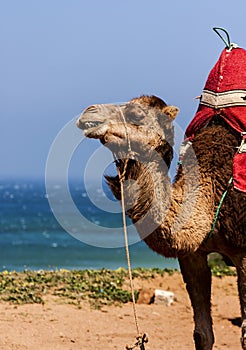 Camel photo