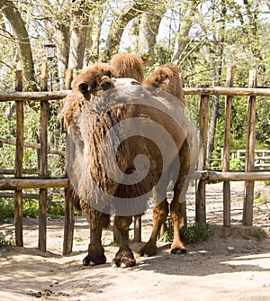 Camel artiodactyl ruminant Bactrian camel ship of the desert