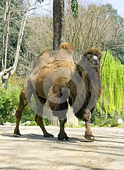 Camel artiodactyl ruminant Bactrian camel ship of the desert