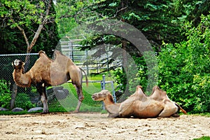 Camel in Assiniboine park, Winnipeg, Manitoba photo