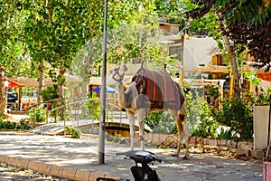 Camel in Baalbek Ancient city in Lebanon.