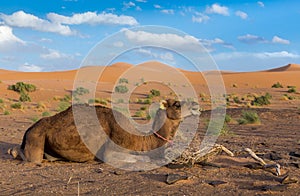 Camel on background of dunes, Sahara desert