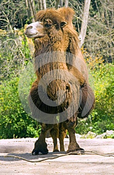 Camel Bactrian camel artiodactyl desert ruminant