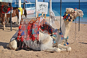 Camel on the Beach