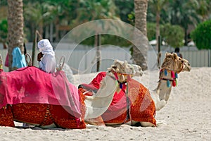 Camel on the beach of Dubai