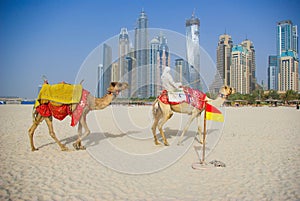 Camel on Beach in Dubai