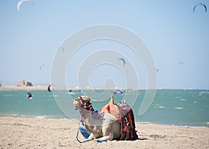 Camel on a beach with kite surfers