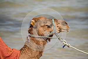 Camel on the beach, nature, animals, Monastir, TUNISIAN