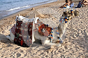 Camel on the Beach - Red Sea