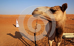 Camel and a bedouin