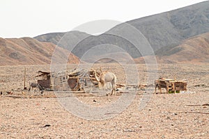 Camel in Bedouin village in desert in Marsa Alam