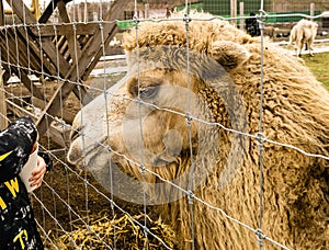 Camel behind bars.