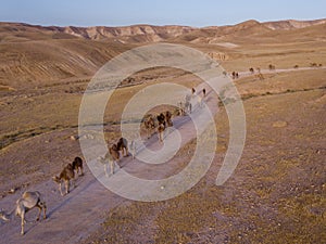 Camel big heard at desert.
